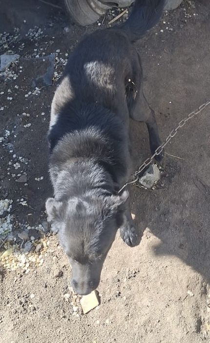Отдам собаку кобель