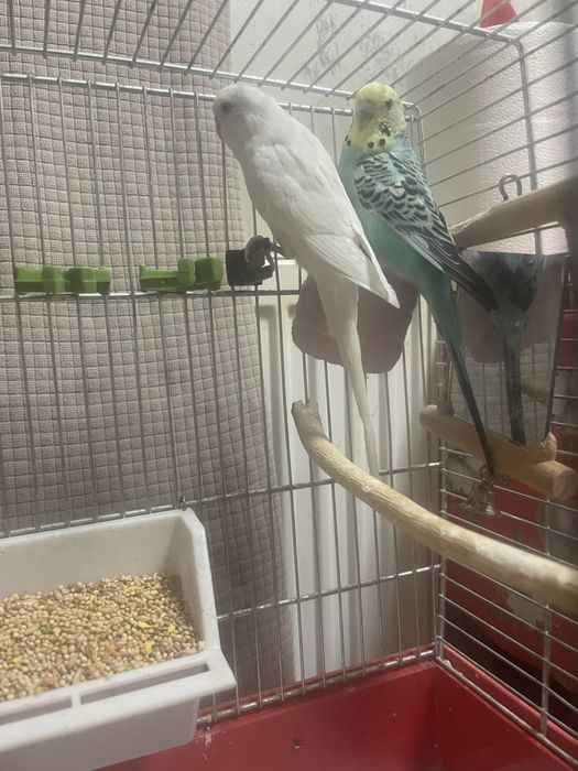 Pereche peruși  cu colivie si accesorii