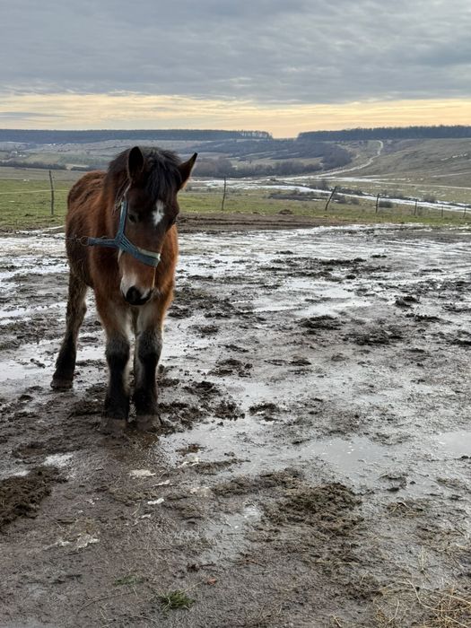 Vand iepe gestante manze