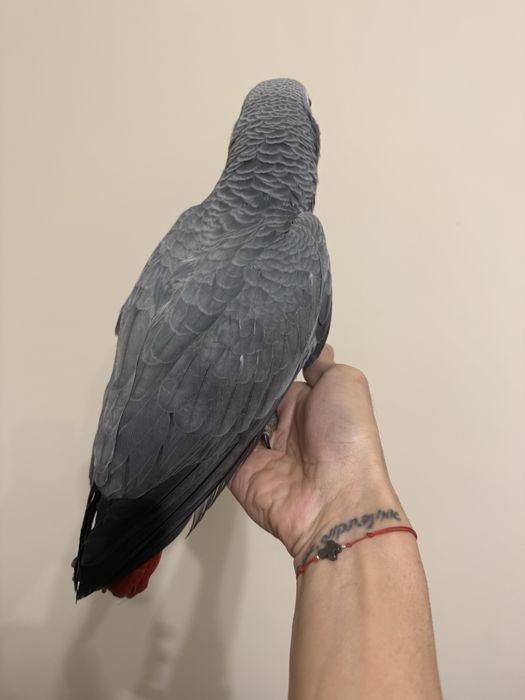 Ръчно хранен папагал Жако