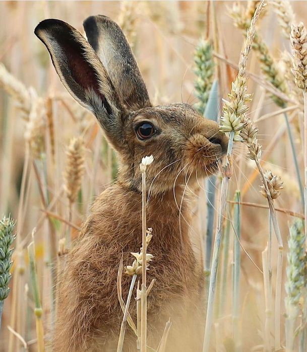 Сено для морских свинка