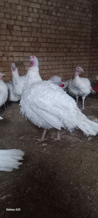 Big 6 kurkalari sotiladi