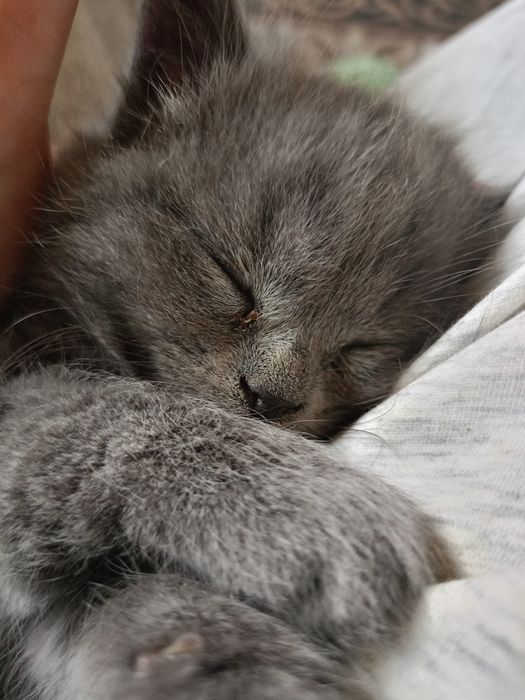 Котята британцев