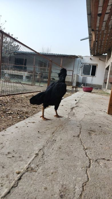 Дакан Тауык сатылады