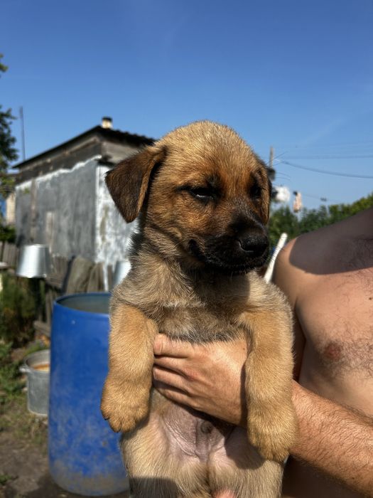Отдаем щенка в добрые руки