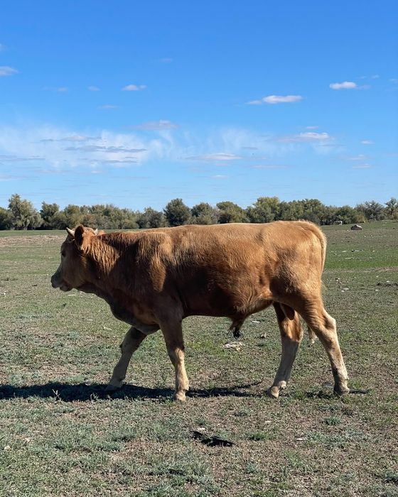 Бұқалар/ бычки сатылады