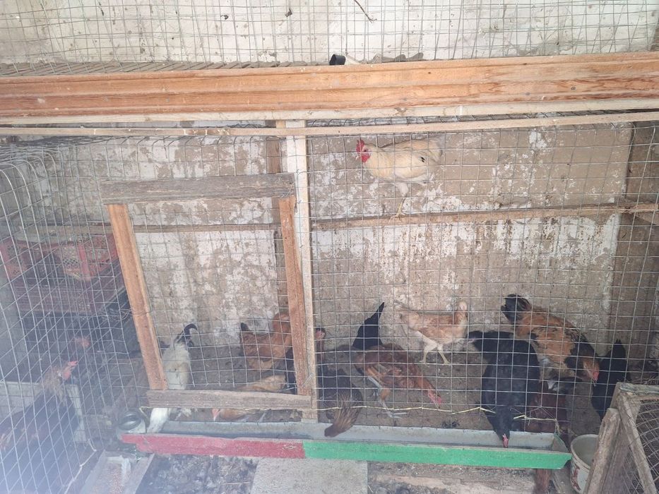 Дамашни товуклар сотилади