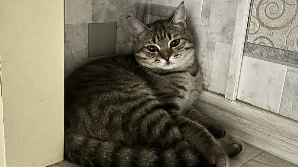 Бесплатно. Котенок 5 месяцев