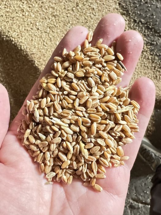 Продам зерно (пщеница ) в мешках