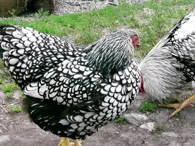 pui de o zi wyandotte