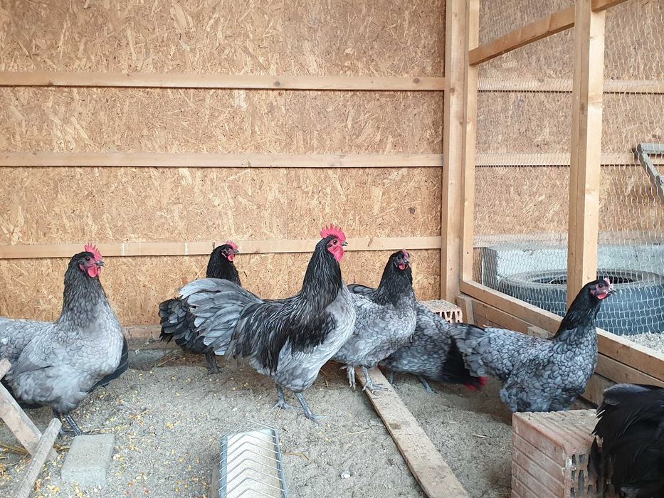 Vand Oua Australorp Negru si Albastru