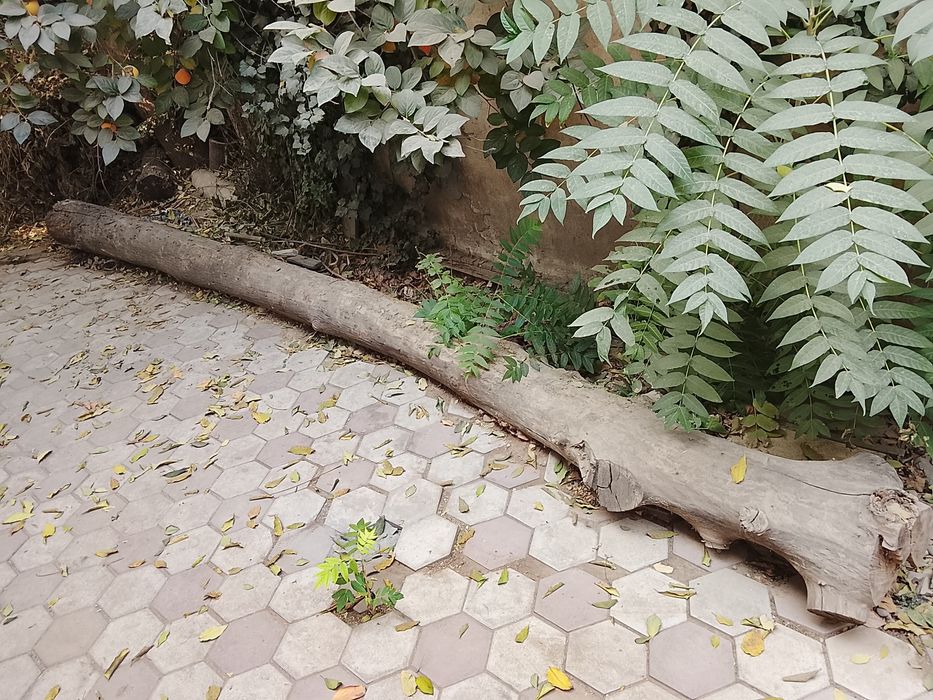 Стиральная машинка и газовая плита и ореховый ствол