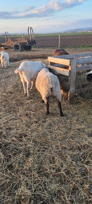 Berbec suffolk de vânzare