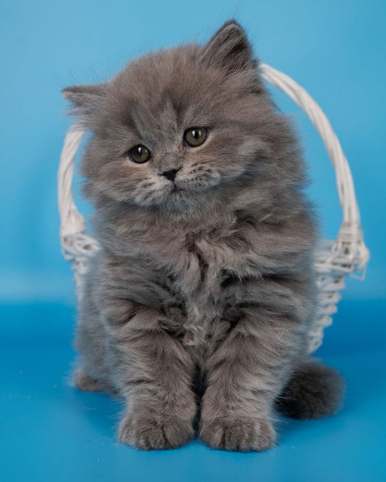 Длиношерстные британские котята