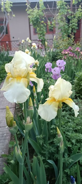 Продаю рассаду садовую