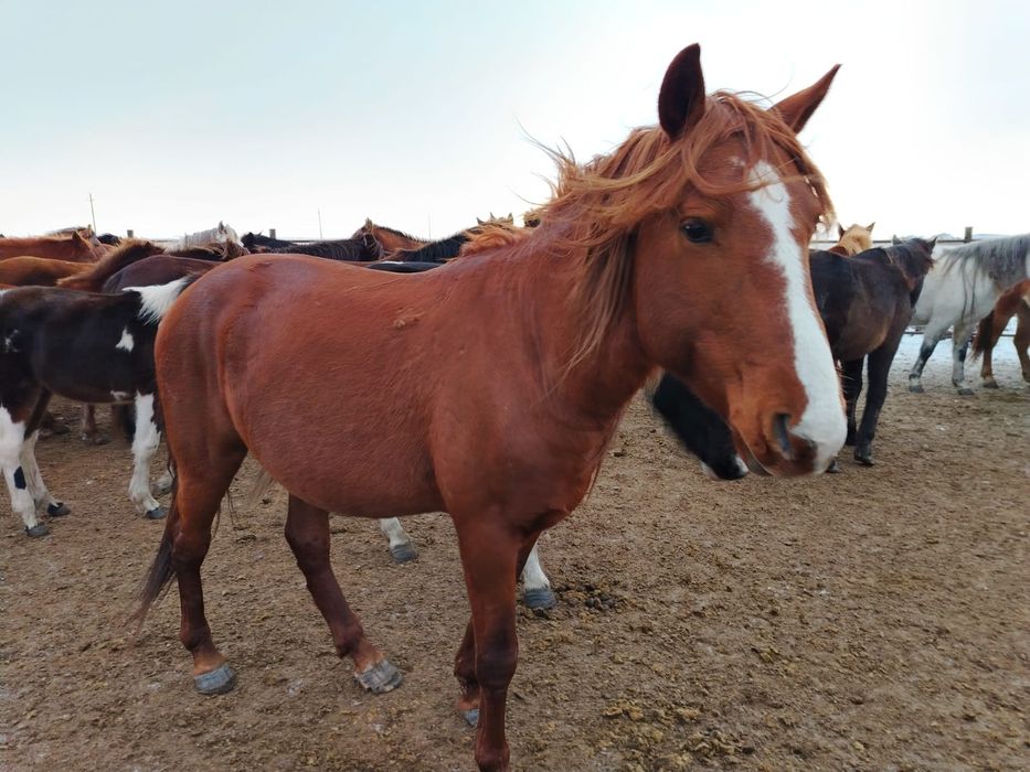 Продам жеребчика 5 лет