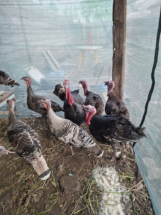 Kurka sotiladi 450mindan erkak kurkalar