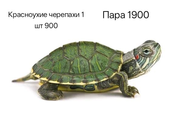 Продам красноухие черепахи