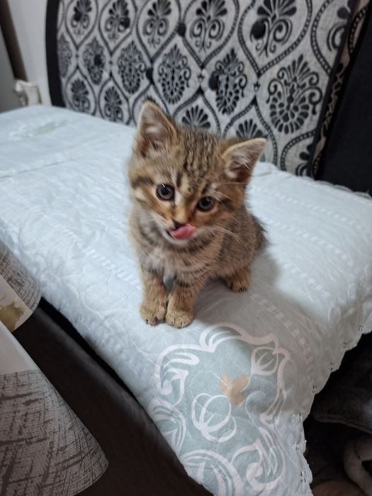 Мушукча сотилади