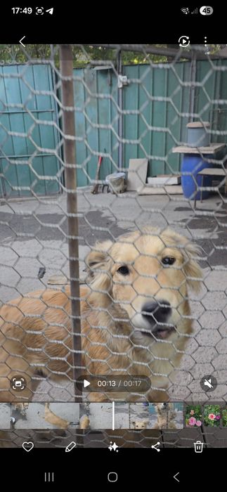 Пропала собака, вознаграждение