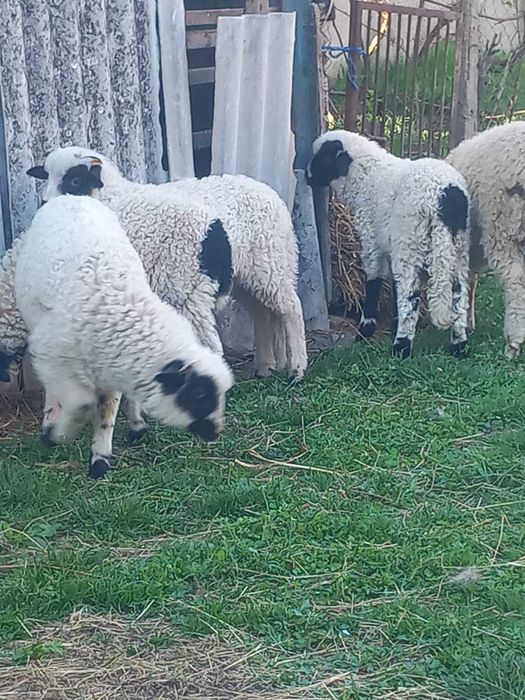 Vând miei pentru Sărbătorile Pascale