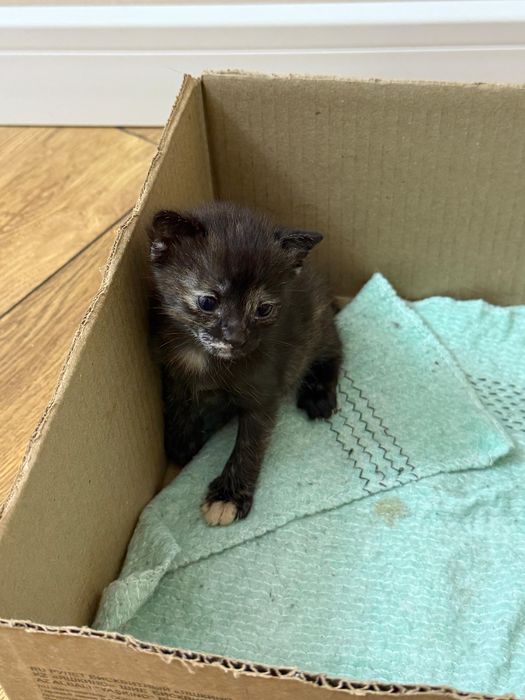 Отдам котенка в добрые руки