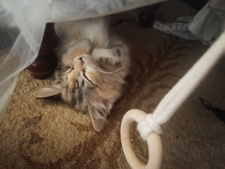 Котенок трёх цветный