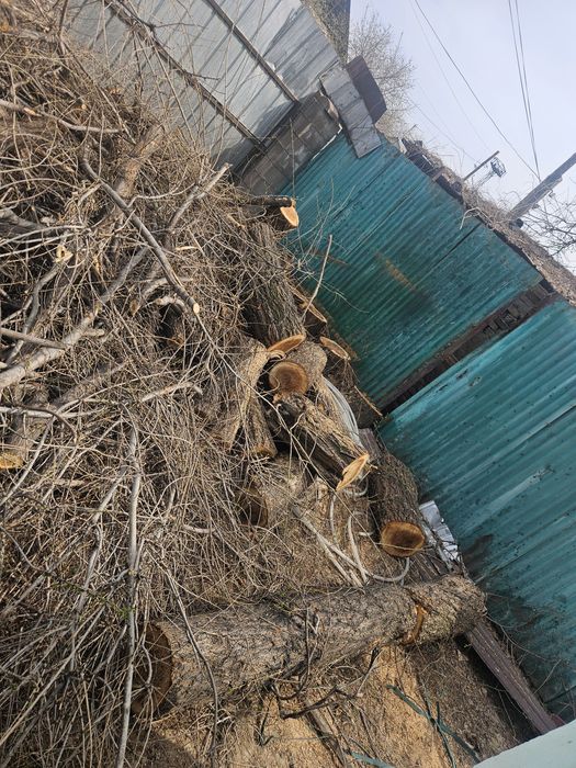 Тегын агаш шыбык тегын бесплатно