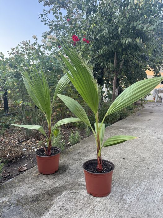 Vand palmieri Washingtonia robusta 30-40cm