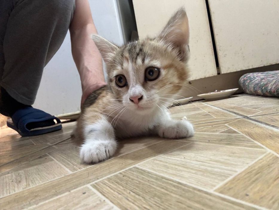 Котята, в хорошие руки