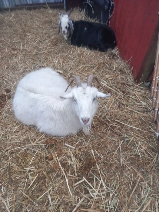 Продаю коз доеные