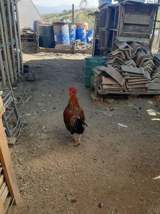 Продавам кокошки