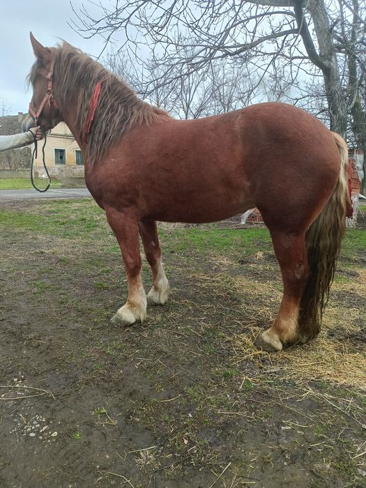 Vând sau schimb mânză