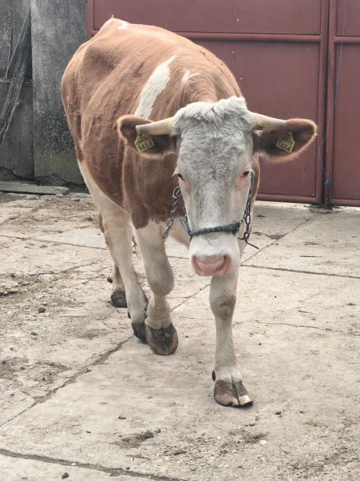 Vand vaca cu vitel