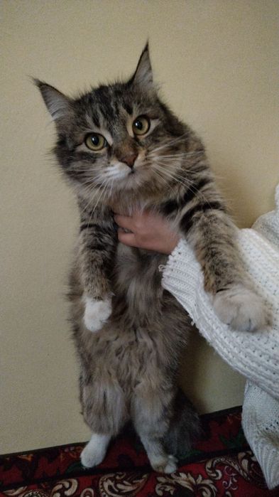 Мейкун 9 ойлик сотилади.