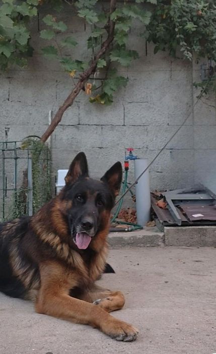 Pui ciobanesc german cu pedigree