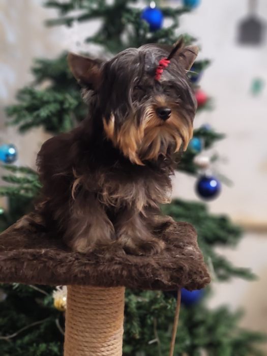 Девочка йоркширский терьер