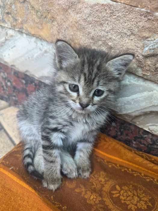 Уличные кошки малышки