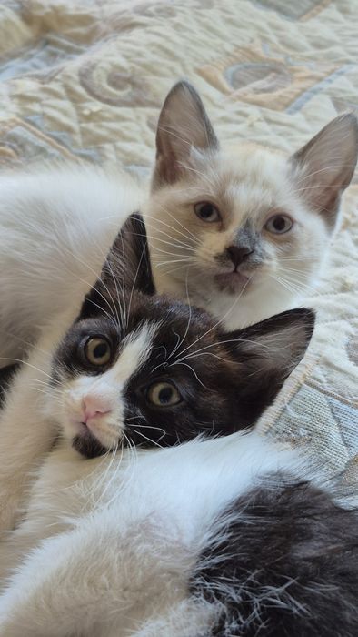 Отдаю котят в добрые руки!