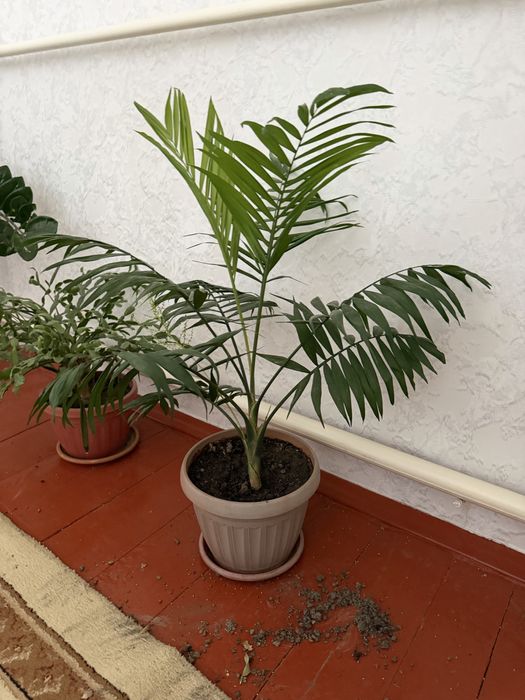 Цветы комнатные разные