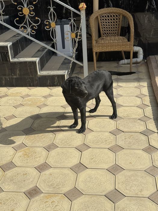 Продается лабродор черного цвета