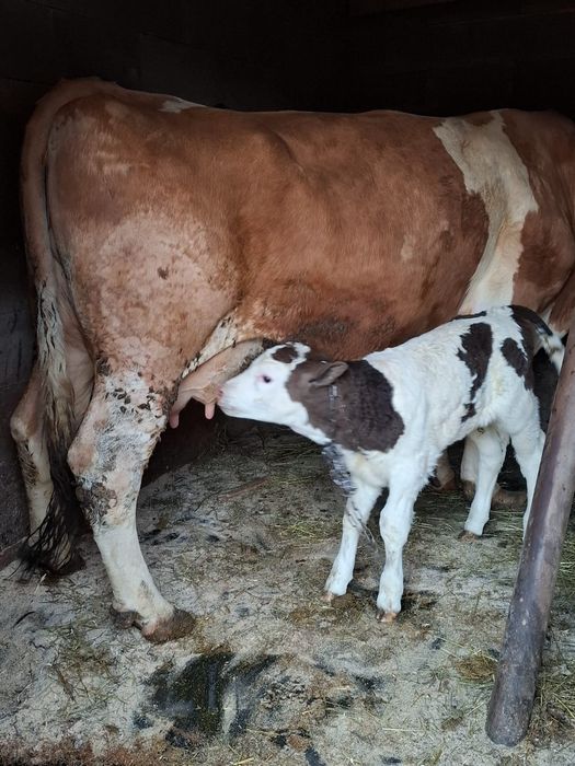 Vacă bălțată de vànzare