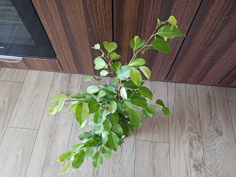 Фикус Бенджамин в бяла саксия - стайно растениe