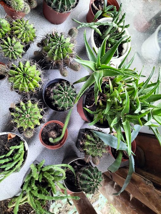 vand suculente din surplusul meu