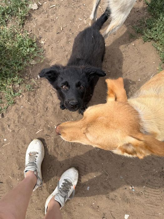 Отдам в добрые руки
