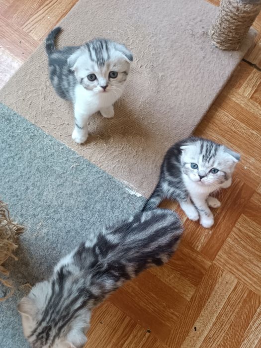 Шотландские вислоухие