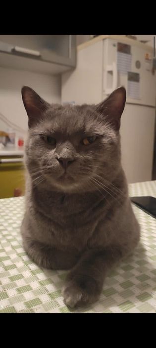 Отдам в добрые руки кота