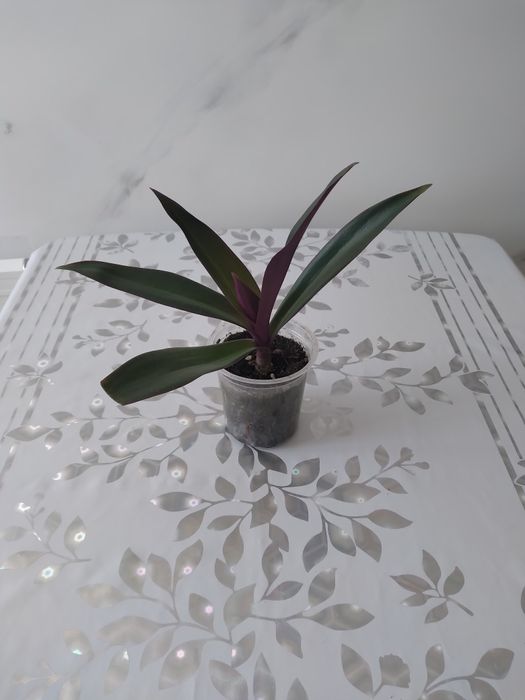 Комнатный цветок Рео.