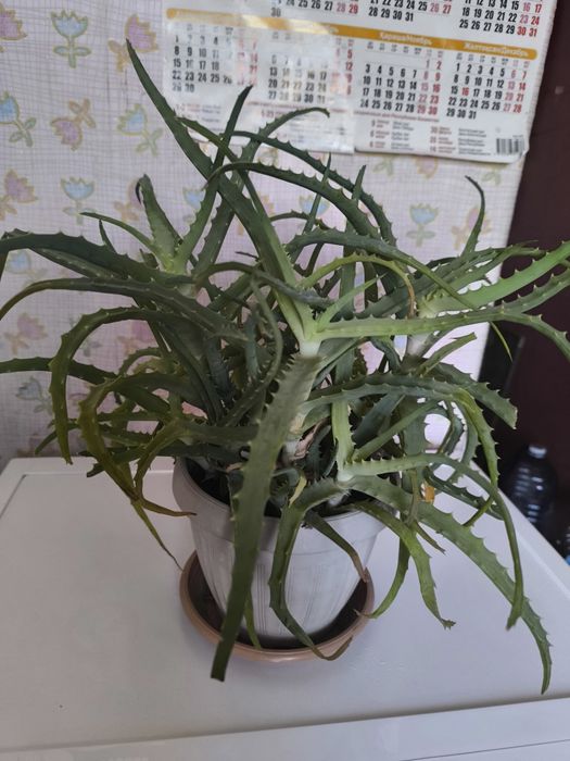 Алоэ столистник лечебный