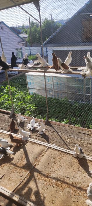 Продаю голубей..